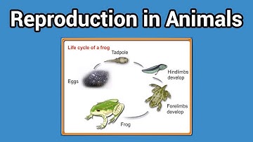 Reproduction in Animals (Animal That lay eggs class-4)