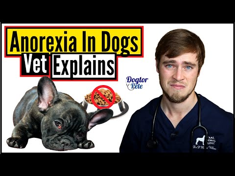 Why Did My Dog Stop Eating? | Loss Of Appetite In Dogs | Veterinarian Explains | Dogtor Pete
