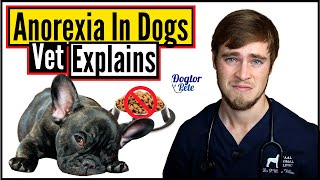 Why Did My Dog Stop Eating? | Loss Of Appetite In Dogs | Veterinarian Explains | Dogtor Pete