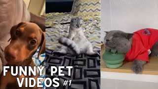 Ultimate Cute Pets vs. Epic Kids Fails Compilation | Funny Pet Videos #1
