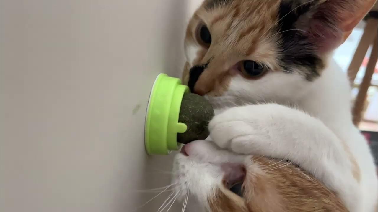 They Have Become Addicted To Catnip YouTube they-have-become-addicted-to-catnip-youtube