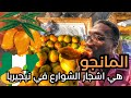 موسم المانجو بدا في نيجيري اتمشى وكل مانجو في الشوارع موسم المانجو بدا في نيجيري اتمشى وكل مانجو في الشوارع