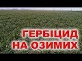 Какие ГЕРБИЦИДЫ СНИЖАЮТ УРОЖАЙ на пшенице  ???