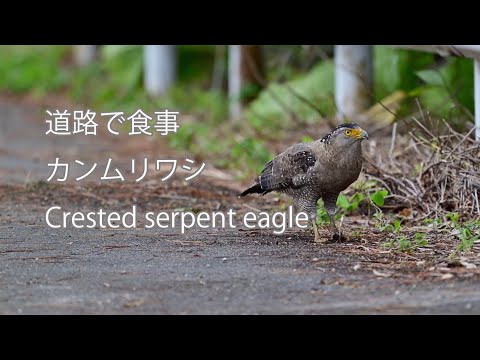 【道路で食事】カンムリワシ Crested serpent eagle