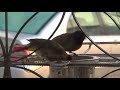 Bulbul In the bird feeder