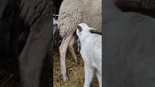 Cordero tomando leche ❤️🐑