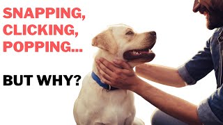 Popping and Clicking Sounds in Dogs - What is it?