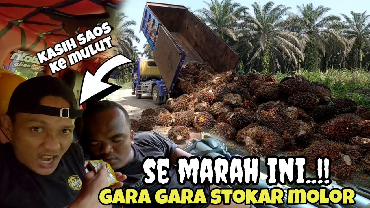 BANGUNIN PAKE SAOS ‼️sopir capek stokar molor..