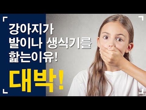 강아지가 발이나 생식기를 할타요? 핥는 이유는 뭘까요?