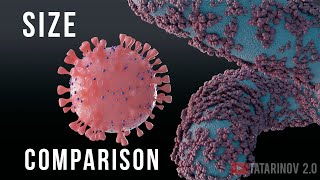 Covid 19, Bacteria, Parasites. Size Comparison.