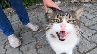 Fluffy cat with collar is meowing very loudly