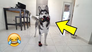 Husky Puppy Tries On Shoes For The FIRST Time In His Life!