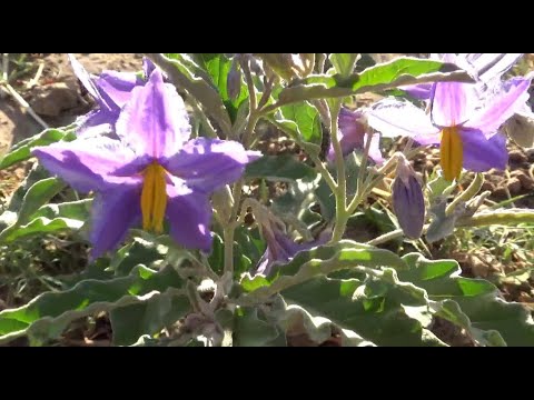 فيديو: معلومات Solanum - أنواع نباتات Solanum في الحديقة