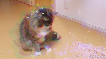 the effects of catnip