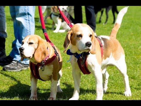 Beagle World Record 2017 - YouTube