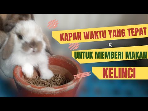 Video: Cara Memberi Makan Kelinci Hias