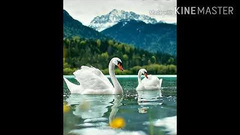 STD 8 | HINDI | CHAPTER 8 | ENGLISH MEDIUM