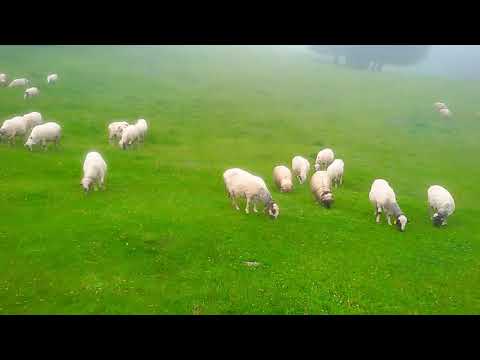 Çoban Dayıdan Mazi...