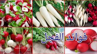 لن تتخيلو فوائد الفجل لجسم الإنسان  You will not imagine the benefits of radishes for the human body
