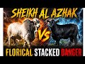 شیخ الازحاک ⚔️ خطرناک بیلوں کا مقابلہ | Florical VS Danger | 4K Ultra HD