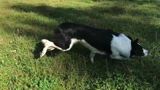 Karl sheepdog 2019
