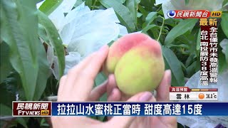 拉拉山水蜜桃正當時 甜度高達15度－民視台語新聞