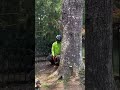 cutting tree#tree#wood#cutting#downtree#viral