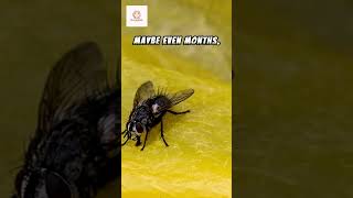 Do house flies only live for 24 hours? #shorts #animals Do Flies Live 24 Hours