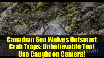Canadian Sea Wolves Outsmart Crab Traps: Unbelievable Tool Use Caught on Camera!