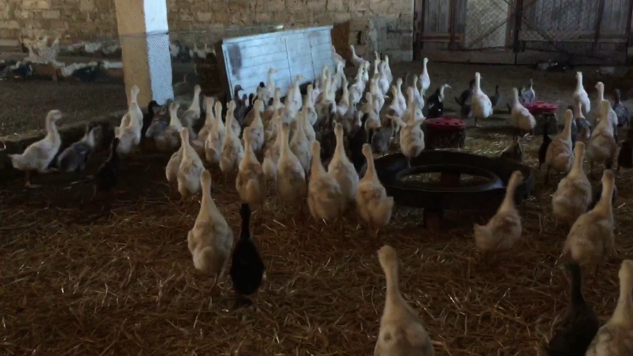 Фермерство! Гуси и утки! Содержание, кормление, уход. - YouTube