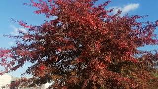 видео: Дуб болотный (Quercus palustris) - осенняя окраска картинка: Дуб болотный (Quercus palustris) - осенняя окраска