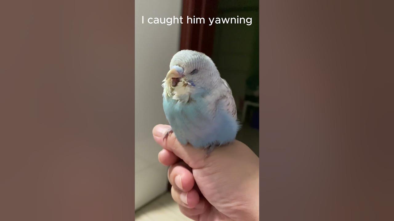 Cute Parrot Yawn Adorable Bird Standing on Owner's Hand with Cheerful Yawns! birds shorts 