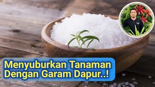 Manfaat Garam Dapur Untuk Tanaman dan Cara Menggunakannya Yang Benar, Kontroversi Pupuk Dari Garam.!