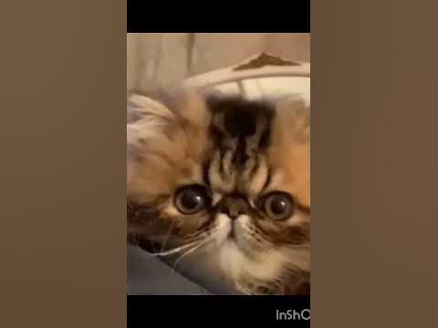 Кто? не знаю! 🤣 Кот в пальто🤣🤣🤣 #кот #кошки #приколы - YouTube