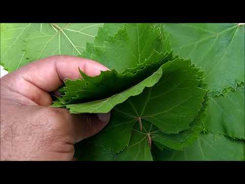 Vídeo: De onde são as folhas de uva?