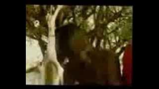 matsieng tshwana hi 39803