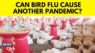 Can Bird Flu Cause The Next Pandemic? Here’s What Doctors Say Amid Rise In H5N1 Cases | N18V