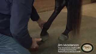 Hind Leg Release With Jim Masterson