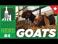 Meet A Meat Goat Farmer! - Dinner Starts Here (Farm 4)