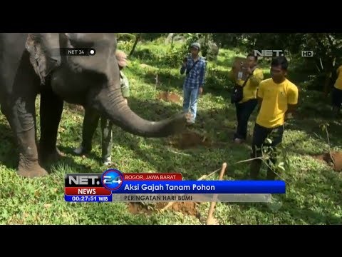 Net24 Aksi Gajah Menanam Pohon Mewarnai Peringatan Hari Bumi Puncak