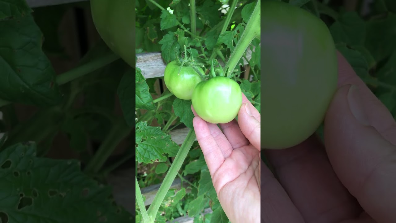 Volunteer Tomato Plant