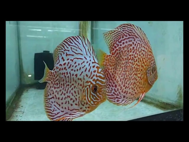 Fishtian | Discus