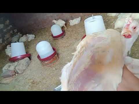 عمر الفراخ ٢٧ يوم والاوزان رهيبة ومعاكم خلطة معجزة للفراخ البيضاء