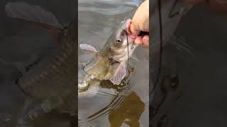 Channel cat slow motion release
