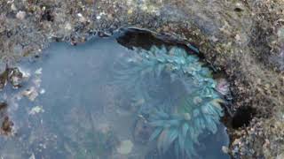 Amazing Tidal Pool 4K Video! Under The Sea! GoPro Hero 5 Camera