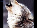 La magia dell'ululato - Howling wolves