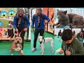 INDIA BIGGEST PET SHOW😱😍 ( Dogs, Cats, Birds, Etc)
