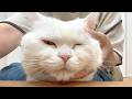 妹に甘えた結果、とろけてしまった猫…