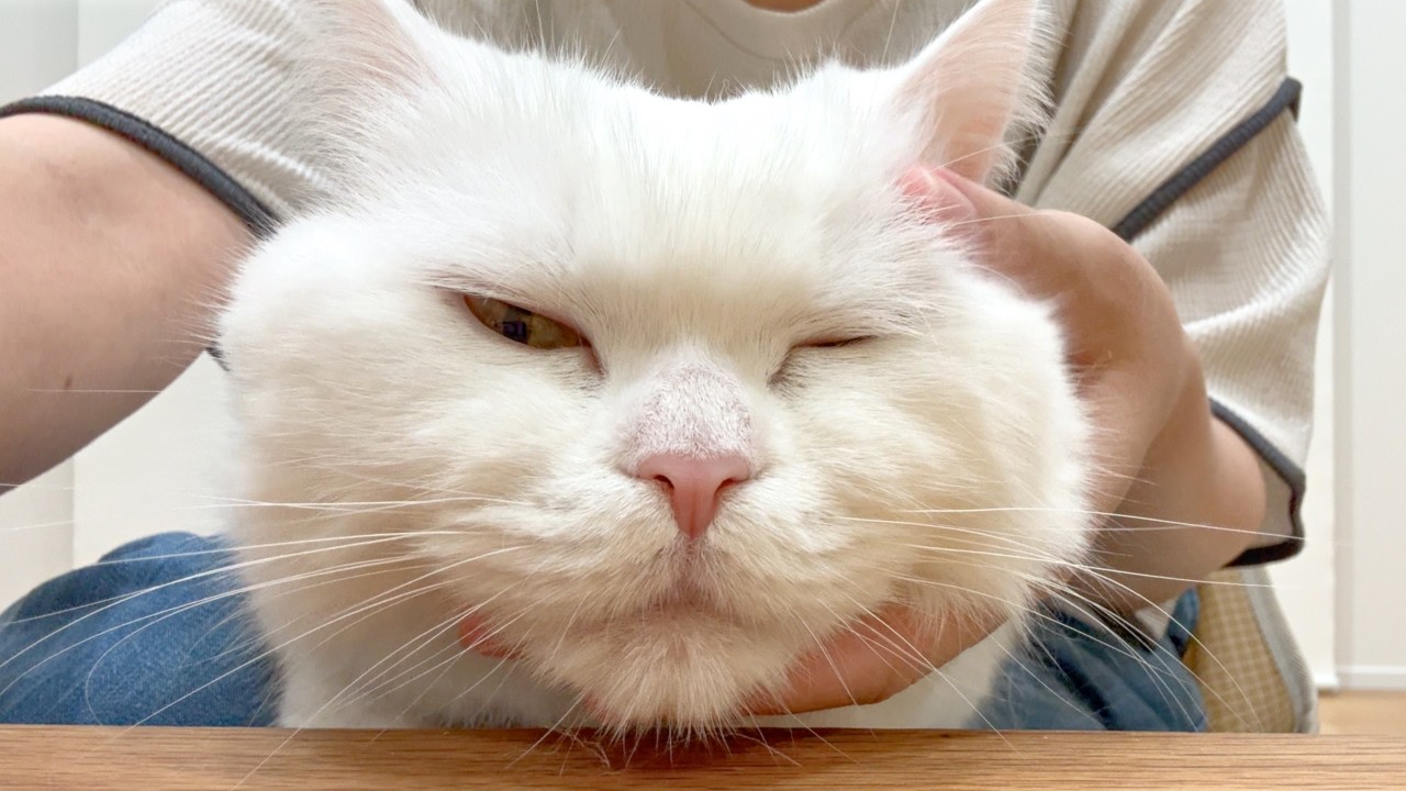 妹に甘えた結果、とろけてしまった猫…