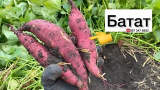 Особенности выращивания Батат//Где купить батат